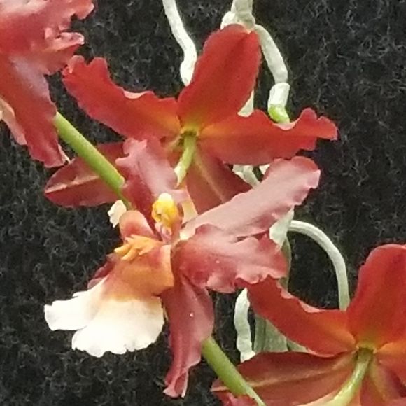 Meet your Posher, Carolyn - Picture 1 of 1